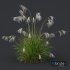 Plants Miscanthus Nepalensis Sinensis Sarabande Adagio Version02 - Thumbnail 2
