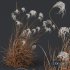 Plants Miscanthus Nepalensis Sinensis Sarabande Adagio Version06 Windy - Thumbnail 4