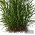 Plants Hordeum Jubatum Foxtail Barley Ornementale Orge Version05 - Thumbnail 3