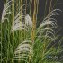 Plants Miscanthus Nepalensis Sinensis Sarabande Adagio - Thumbnail 3