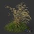 Plants Celtica Gigantea Stipa Golden Oats Windy - Thumbnail 5