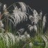 Plants Miscanthus Nepalensis Sinensis Sarabande Adagio Version02 - Thumbnail 3