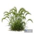Plants Hordeum Jubatum Foxtail Barley Ornementale Orge Version02 - Thumbnail 3