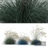 Plants Helictotrichon Sempervirens Pendula Avoine Blue Windy - Thumbnail 3