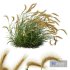 Plants Hordeum Jubatum Foxtail Barley Ornementale Orge Version03 Windy - Thumbnail 3