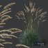 Plants Helictotrichon Sempervirens Pendula Avoine Blue Version2 - Thumbnail 3
