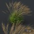 Plants Molinia Caerulea Heidebraut Kleines Pfeifengras Version04 Windy - Thumbnail 3