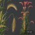 Plants Hordeum Jubatum Foxtail Barley Ornementale Orge Version04 - Thumbnail 3