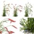 Plants Hordeum Jubatum Foxtail Barley Ornementale Orge Version04 Windy - Thumbnail 3