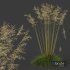 Plants Celtica Gigantea Stipa Golden Oats Version2 - Thumbnail 4
