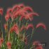 Plants Hordeum Jubatum Foxtail Barley Ornementale Orge Version03 - Thumbnail 3