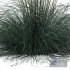 Plants Helictotrichon Sempervirens Pendula Avoine Blue Version05 - Thumbnail 2