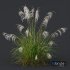 Plants Miscanthus Nepalensis Sinensis Sarabande Adagio Version02 - Thumbnail 5
