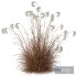 Plants Miscanthus Nepalensis Sinensis Sarabande Adagio Version06 - Thumbnail 3