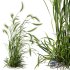 Plants Hordeum Jubatum Foxtail Barley Ornementale Orge Version04 Windy - Thumbnail 5