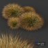HQ Plants Carex Testacea Orange Sedge Grass Prairie Fire Version4 - Thumbnail 4