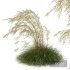 Plants Celtica Gigantea Stipa Golden Oats Windy - Thumbnail 4