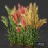 Plants Hordeum Jubatum Foxtail Barley Ornementale Orge - Thumbnail 4