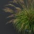 Plants Molinia Caerulea Heidebraut Kleines Pfeifengras Version04 Windy - Thumbnail 4