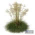 Plants Celtica Gigantea Stipa Golden Oats Version2 - Thumbnail 5