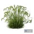 Plants Hordeum Jubatum Foxtail Barley Ornementale Orge Version03 - Thumbnail 5