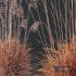 Plants Miscanthus Nepalensis Sinensis Sarabande Adagio - Thumbnail 4
