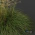 Plants Celtica Gigantea Stipa Golden Oats Version2 - Thumbnail 3