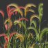 Plants Hordeum Jubatum Foxtail Barley Ornementale Orge Version04 - Thumbnail 4