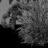 Plants Hordeum Jubatum Foxtail Barley Ornementale Orge Version03 - Thumbnail 4