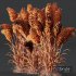 Plants Hordeum Jubatum Foxtail Barley Ornementale Orge - Thumbnail 5