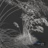 Plants Celtica Gigantea Stipa Golden Oats Windy - Thumbnail 3