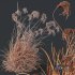 Plants Miscanthus Nepalensis Sinensis Sarabande Adagio Version06 Windy - Thumbnail 5