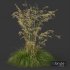Plants Celtica Gigantea Stipa Golden Oats - Thumbnail 6