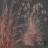 Plants Miscanthus Nepalensis Sinensis Sarabande Adagio Version06 - Thumbnail 6
