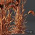 Plants Hordeum Jubatum Foxtail Barley Ornementale Orge Version04 - Thumbnail 5