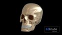 Skull - Thumbnail 6