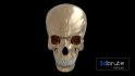 Skull - Thumbnail 8