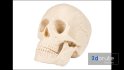 Skull - Thumbnail 9