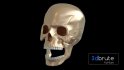 Skull - Thumbnail 5