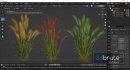 Plants Hordeum Jubatum Foxtail Barley Ornementale Orge - Thumbnail 6