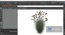 Plants Miscanthus Nepalensis Sinensis Sarabande Adagio - Thumbnail 5