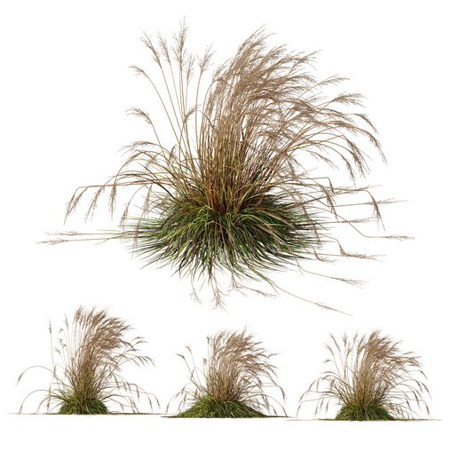 Plants Molinia Caerulea Heidebraut Kleines Pfeifengras Version06