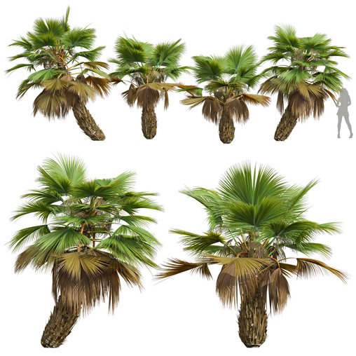 New Plant High detail Pritchardia Pacifica Small