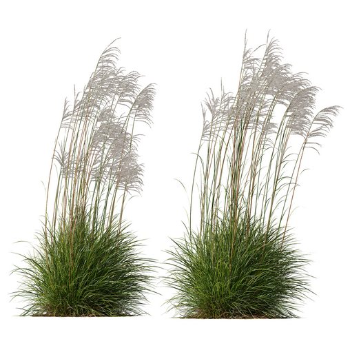 Plants Miscanthus Nepalensis Sinensis Sarabande Adagio Windy