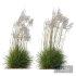 Plants Miscanthus Nepalensis Sinensis Sarabande Adagio Windy - Thumbnail 1