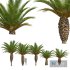 New Plant High detail Phoenix Canariensis Small - Thumbnail 1