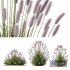 Plants Pennisetum Alopecuroides Lampenputzergras Fountain Hameln Version04 - Thumbnail 1