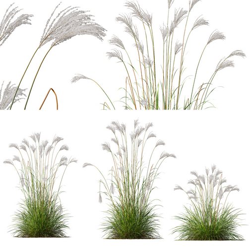 Plants Miscanthus Nepalensis Sinensis Sarabande Adagio Version03