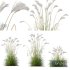 Plants Miscanthus Nepalensis Sinensis Sarabande Adagio Version03 - Thumbnail 1