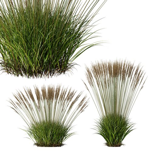 Plants Molinia Caerulea Heidebraut Kleines Pfeifengras Version05